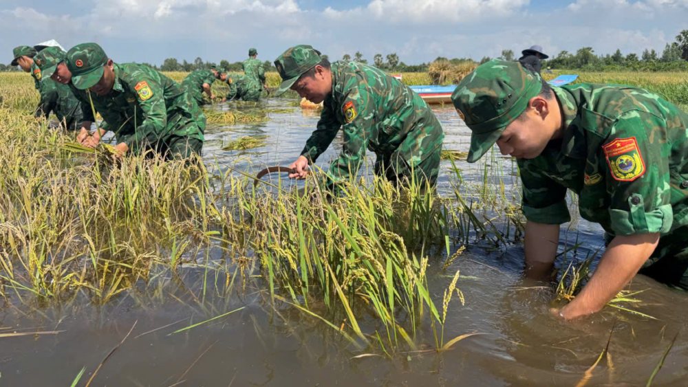 Lực lượng biên phòng giúp người dân thu hoạch lúa bị ngập. Ảnh: Tiến Vinh/Biên phòng An Giang