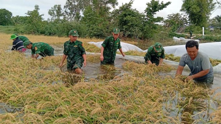 Biên phòng cùng các lực lượng giúp người dân xã biên giới Giang Thành thu hoạch lúa bị ngập. Ảnh: Tiến Vinh/Biên phòng An Giang
