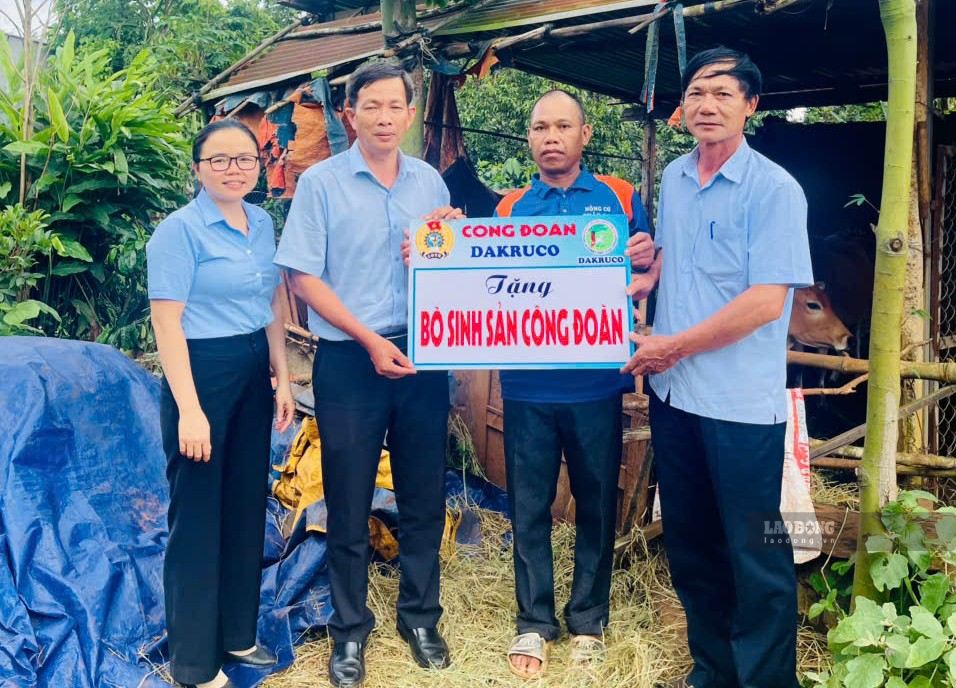 Bò sinh sản được xem là sinh kế giúp công nhân có thêm thu nhập. Ảnh: Bảo Trung