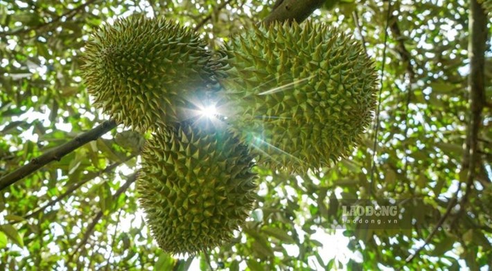 A partir del 1 de enero de 2027, los cultivos y productos de cultivos cultivados y cosechados en Vietnam se consideran mercancías de origen puramente vietnamita. Foto: Phong Linh (tomada en agosto de 2026).