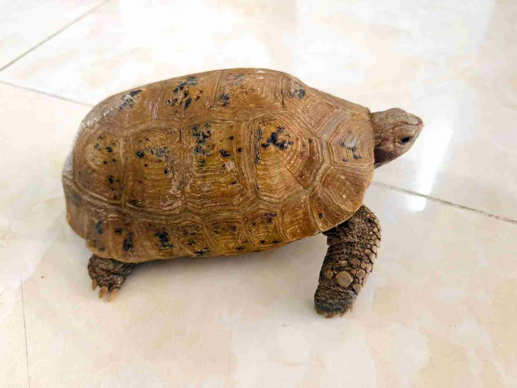 Un élève de 6e année et son père remettent volontairement une tortue de montagne dorée