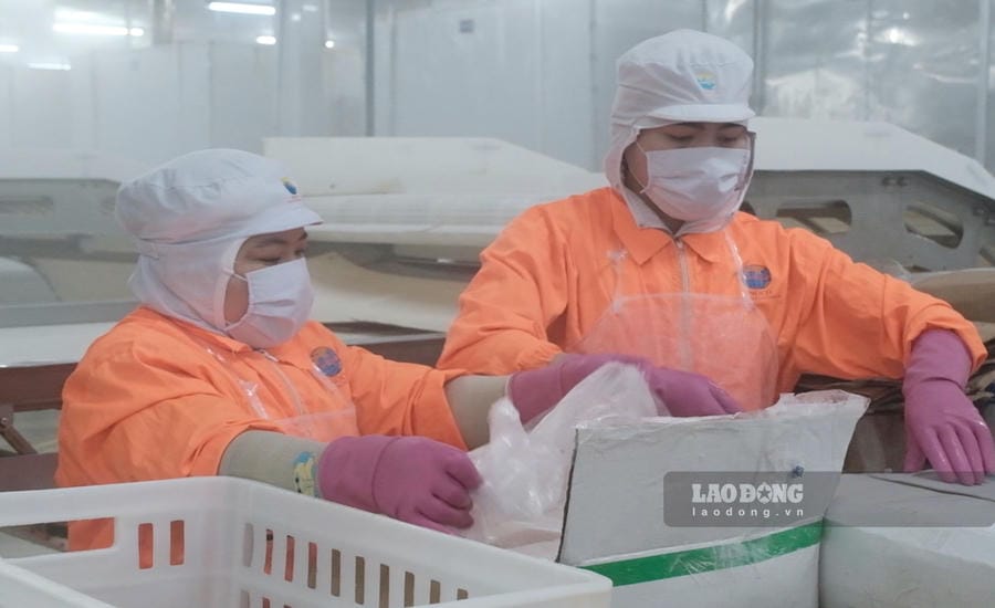 Las empresas pesqueras de Can Tho tienen dificultades para contratar trabajadores cualificados