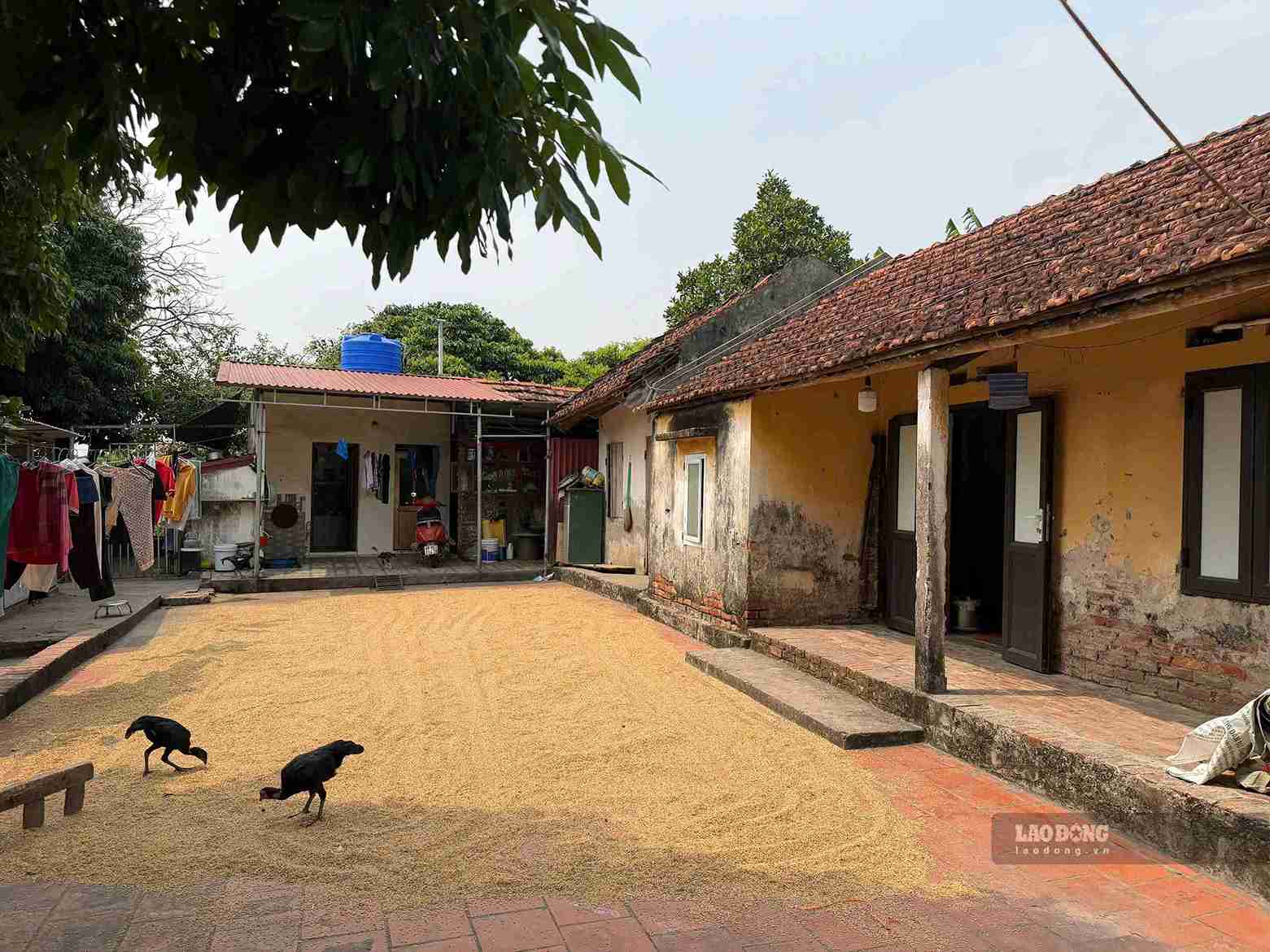 Căn nhà cấp 4 mái ngói được xây dựng từ năm 1997 là nơi sinh sống của gia đình cậu mợ và ba người con, trong đó có Hân. Ảnh: Mai Hương