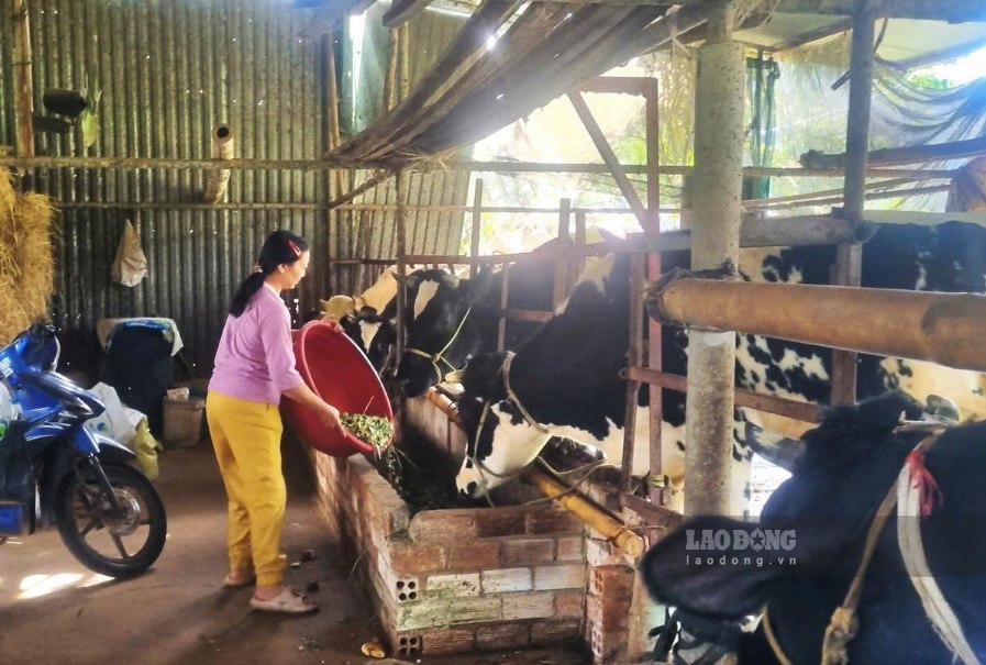 Nhiều mô hình chăn nuôi tại phường 2 Bảo Lộc phát triển bền vững từ các nguồn vốn ưu đãi. Ảnh: Phúc Khánh 