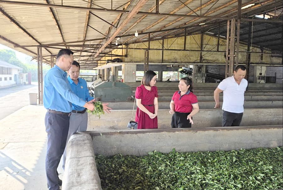 Giữ chân công nhân ở vùng chè bằng chính sách thiết thực