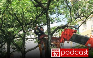 Nouvelles du matin du 20 octobre: Hanoï recueille l'avis des habitants sur le plan de traitement et de déplacement des arbres à fleurs de lait