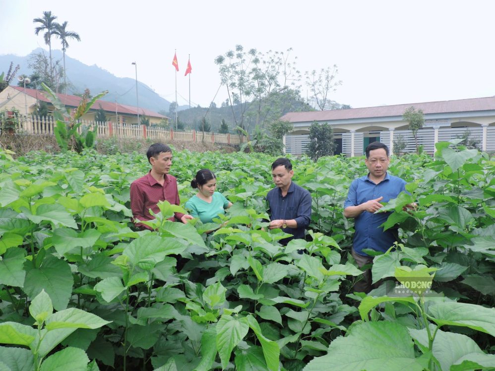 Nguồn vốn được nhiều gia đình đầu tư vào trồng trọt, phát triển kinh tế.