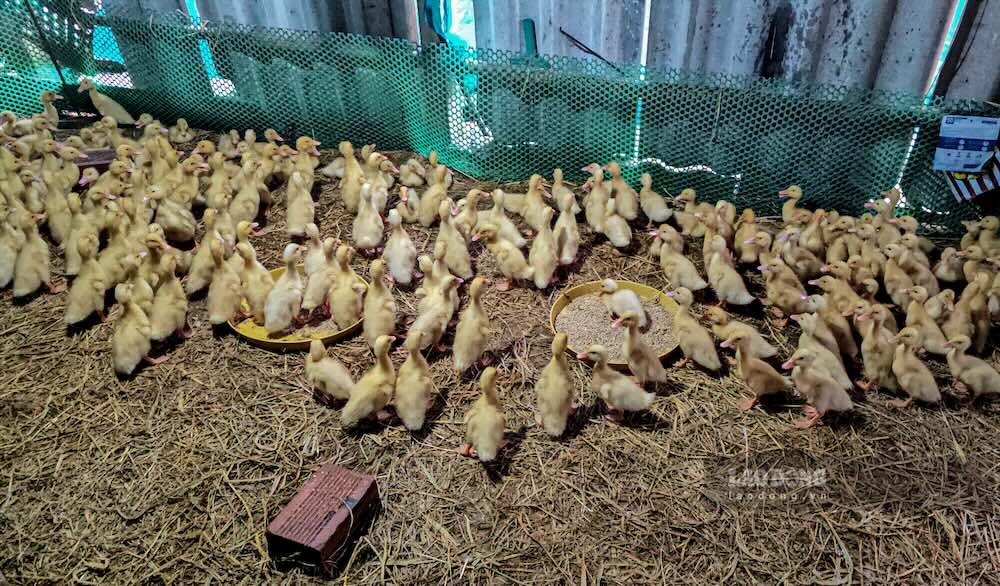 Bên cạnh chăn nuôi gà, các loại vật nuôi khác như vịt, bò, lợn cũng được người dân xã Triệu Bình phát triển nhằm đa dạng hóa sinh kế (ảnh chụp tháng 10). Ảnh: Hưng Thơ