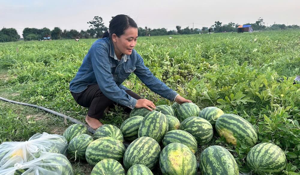 Người dân xã Triệu Bình phát triển các mô hình trồng trọt (ảnh chụp tháng 5.2026). Ảnh: Hưng Thơ