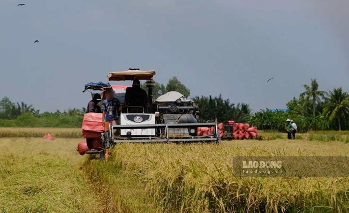Many agricultural workers face difficulties when changing jobs due to seasonality, mechanization and limited skills. Photo: My Ly
