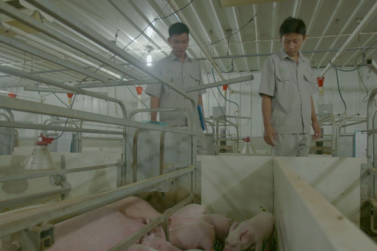 Science and technology help the livestock industry improve economic efficiency