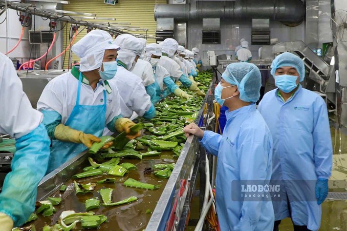 Khanh Hoa Trade Union sets a target of 100% of grassroots trade unions participating in the emulation movement to protect the environment. Photo: Phuong Linh