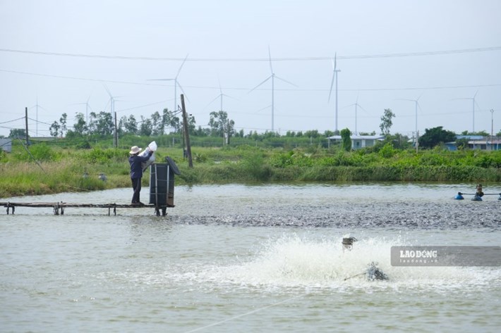 Ông Châu cho thức ăn cá rô phi vào máy cho ăn tự động. Ảnh: Phong Linh