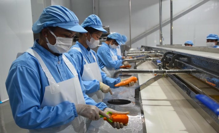 Ca làm việc của công nhân Nhà máy chế biến thực phẩm VFI Sơn La, khu công nghiệp Mai Sơn, tỉnh Sơn La. Ảnh: Trường Sơn