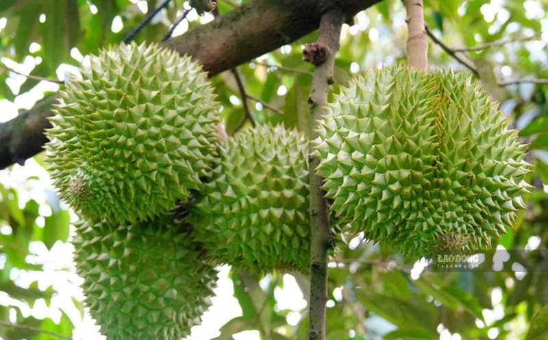 Sầu riêng trở thành mặt hàng xuất khẩu quan trọng của Việt Nam trong vài năm trở lại đây. Ảnh: Phong Linh