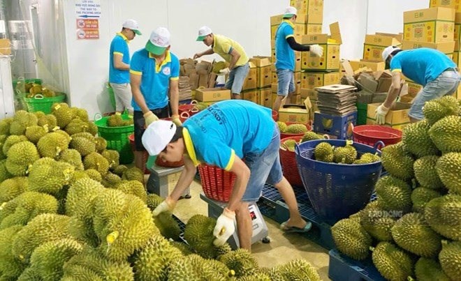 Vietnamese fresh durian officially allowed to be exported to India