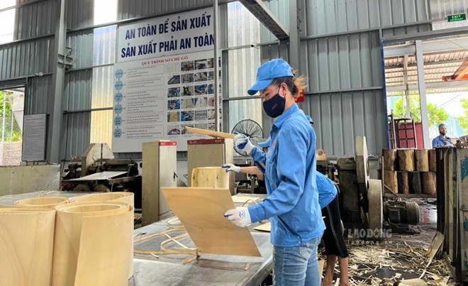 International market requirements for the wood industry are increasingly emphasizing the legality of raw materials, traceability, sustainable forest management, greenhouse gas emission reduction and transparency of the entire supply chain. Photo: Tuyet Lan