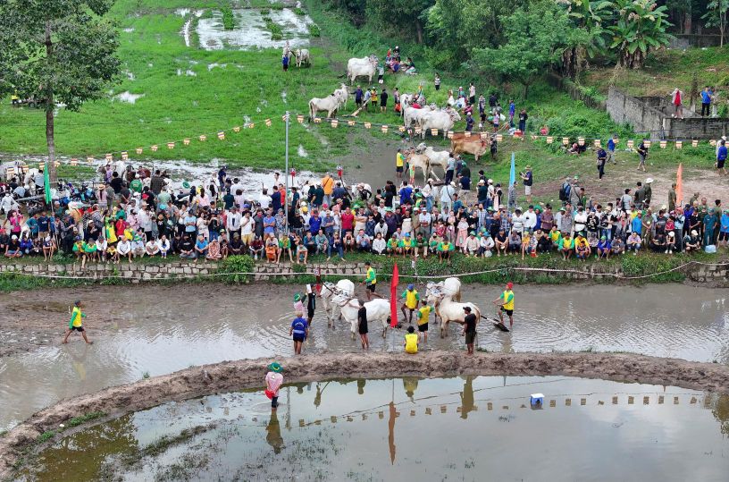 Quang cảnh Hội đua bò chàu Rô nhìn từ trên cao. Ảnh: Ban tổ chức Hội đua bò chùa Rô cung cấp vào ngày 13.9.2026.