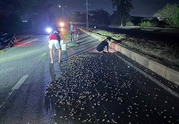 During the night, the police force and people walking on the road together pick up incense snails to help people who fell off their motorbikes. Photo: Phuoc Dinh Police (September 2026)