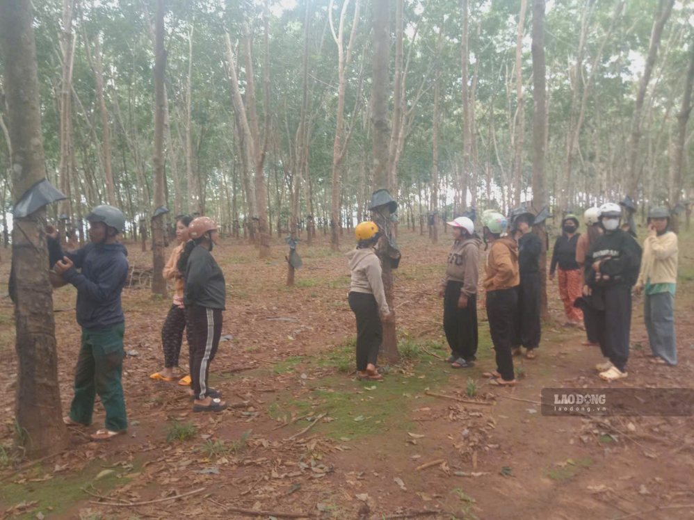 Người lao động thực hành kỹ năng cạo mũ cao su đúng kỹ thuật để cây cho ra nhiều mũ tại vườn cao su. Ảnh: Mai Vũ 