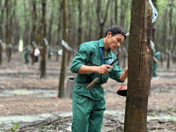 Người thợ cạo mủ cao su tham gia hội thi Bàn tay Vàng thu hoạch mủ cao su năm 2026 ở phường Đồng Phú, thành phố Đồng Nai. Ảnh: UBND phường Đồng Phú
