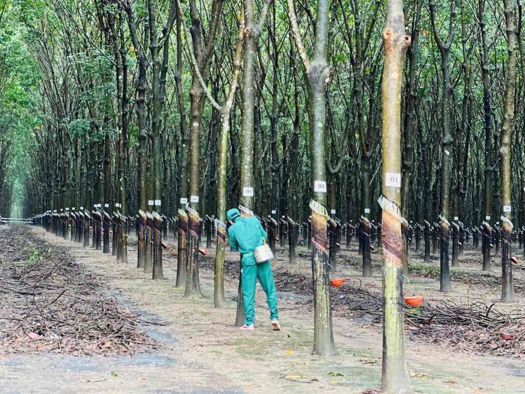 Hội thi diễn ra Người thợ cạo mủ cao su tham gia hội thi Bàn tay Vàng thu hoạch mủ cao su năm 2026 ở phường Đồng Phú, thành phố Đồng Nai. Ảnh: UBND phường Đồng Phú